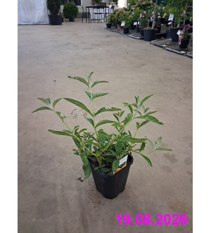 Buddleja weyeriana 'Sungold' C 1,4 L